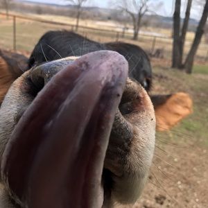 Meet your Posher, Mary